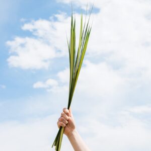 person holding green leaf plant